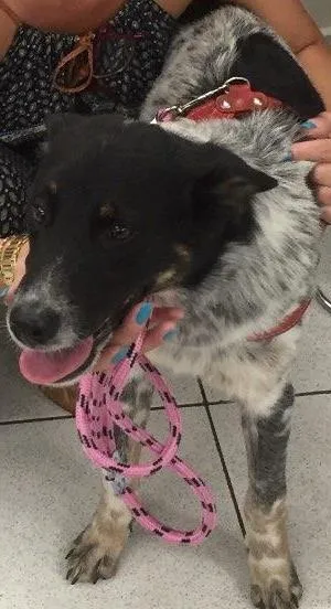 Cachorro ra a Mestiço Blue Heeler  idade 1 ano nome Nininho