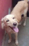 Paloma