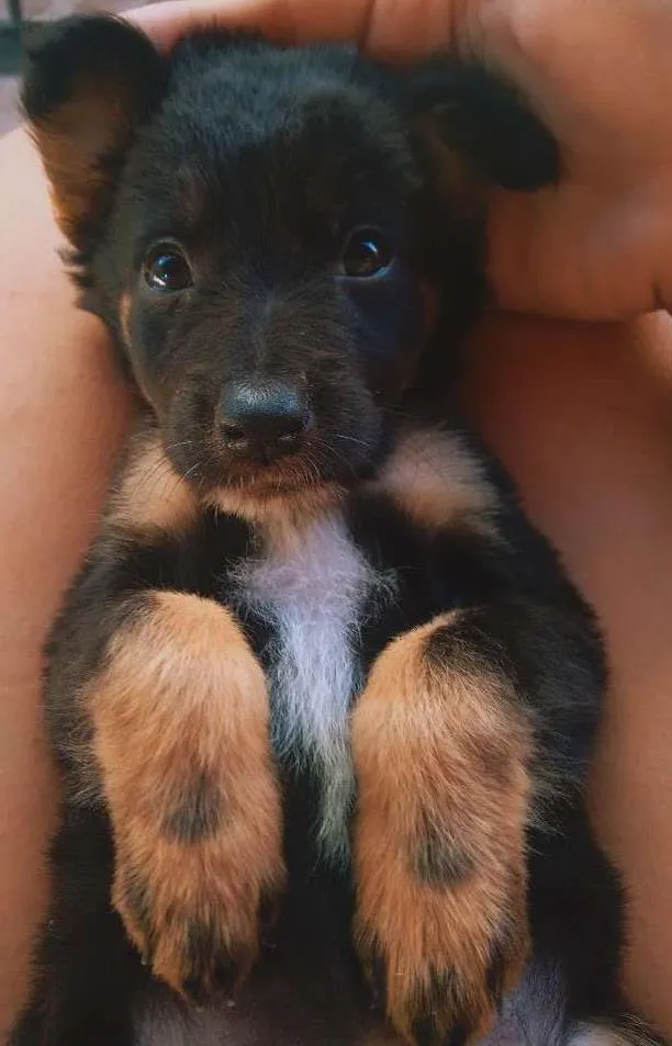 Cachorro ra a Indefinida idade Abaixo de 2 meses nome Ainda não tem