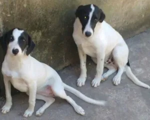 Cachorro raça Virá lata idade 2 a 6 meses nome Boby / Xuxa 
