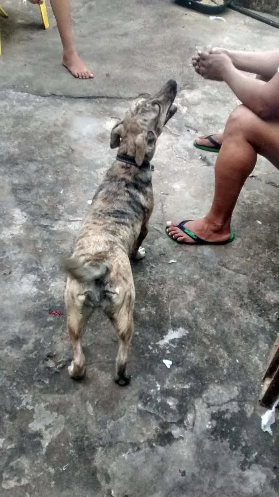 Cachorro ra a Vira Lata idade 1 ano nome Princesa