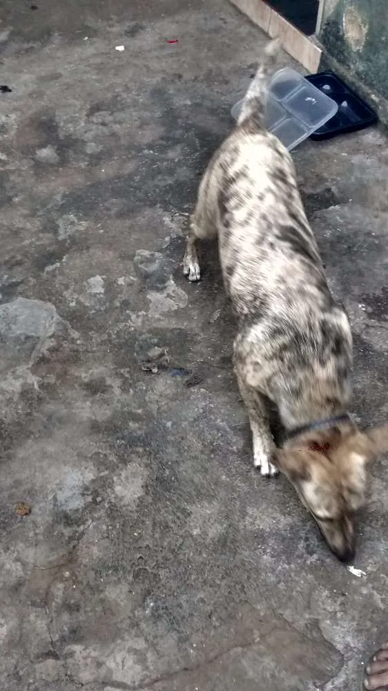 Cachorro ra a Vira Lata idade 1 ano nome Princesa