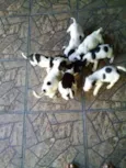 FILHOTES DE PEQUENO