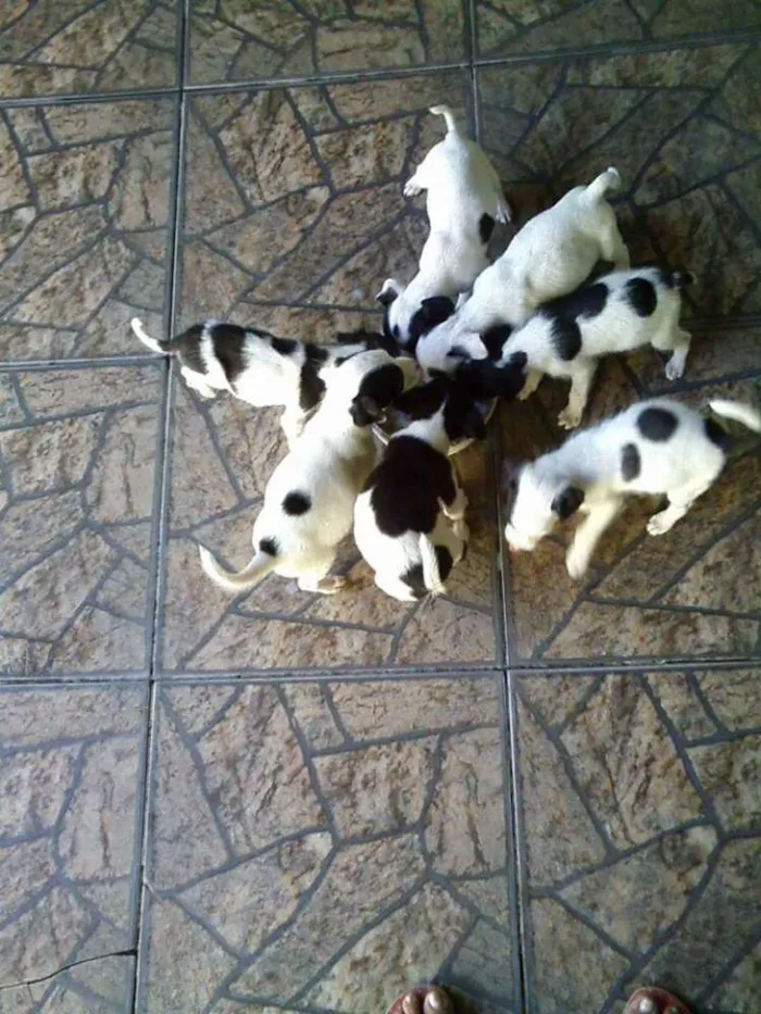 Cachorro ra a POODLE + PINSCHER idade 2 a 6 meses nome FILHOTES DE PEQUENO