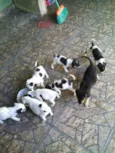FILHOTES DE PEQUENO