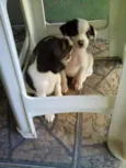 FILHOTES DE PEQUENO