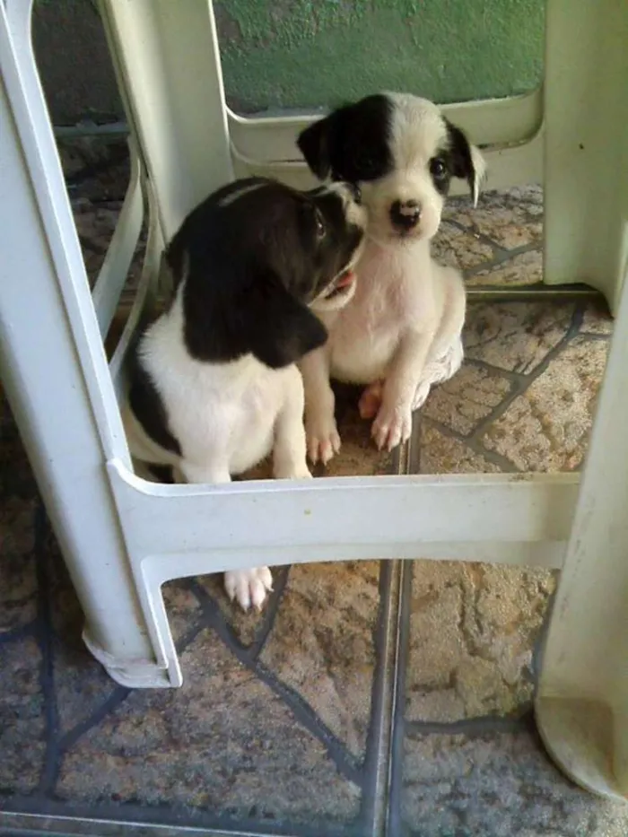 Cachorro ra a POODLE + PINSCHER idade 2 a 6 meses nome FILHOTES DE PEQUENO