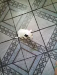 FILHOTES DE PEQUENO
