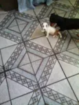 FILHOTES DE PEQUENO
