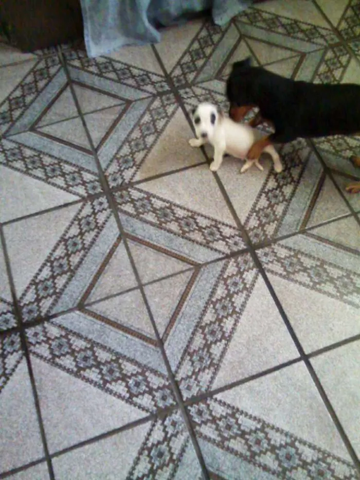 Cachorro ra a POODLE + PINSCHER idade 2 a 6 meses nome FILHOTES DE PEQUENO