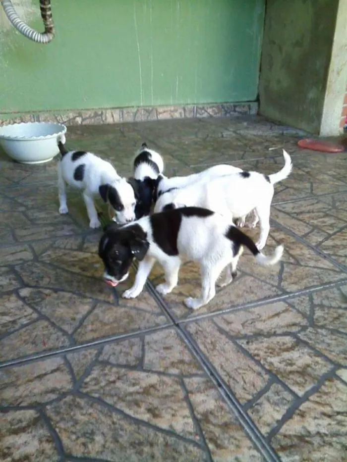 Cachorro ra a POODLE + PINSCHER idade 2 a 6 meses nome FILHOTES DE PEQUENO