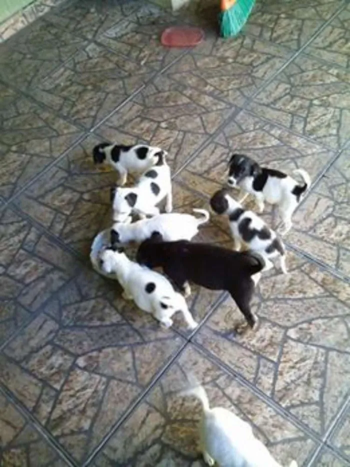 Cachorro ra a POODLE + PINSCHER idade 2 a 6 meses nome FILHOTES DE PEQUENO