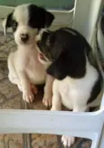FILHOTES DE PEQUENO