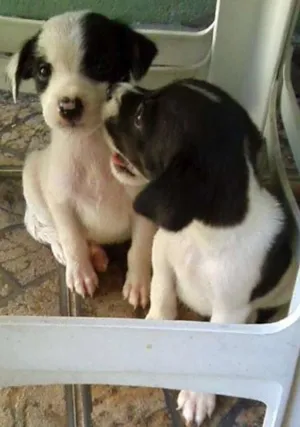 Cachorro raça POODLE + PINSCHER idade 2 a 6 meses nome FILHOTES DE PEQUENO