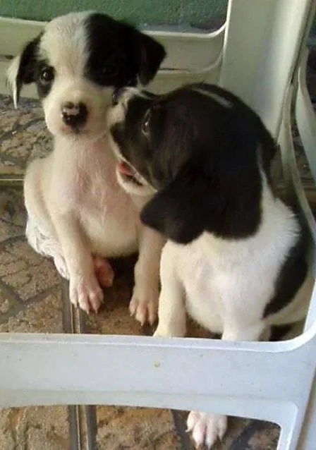 Cachorro ra a POODLE + PINSCHER idade 2 a 6 meses nome FILHOTES DE PEQUENO