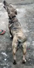 Princesa