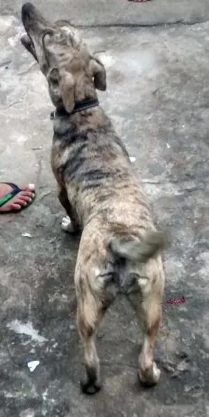 Cachorro raça Vira Lata idade 1 ano nome Princesa
