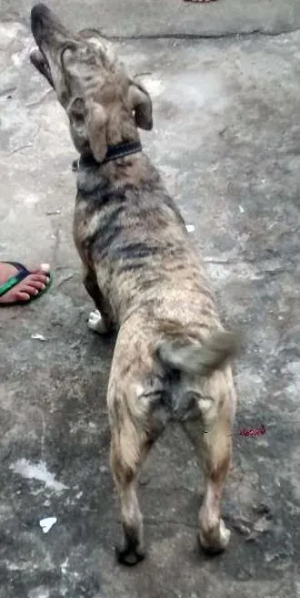 Cachorro ra a Vira Lata idade 1 ano nome Princesa