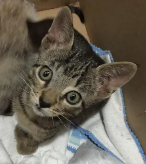 Gato raça  idade 2 a 6 meses nome Fofinho