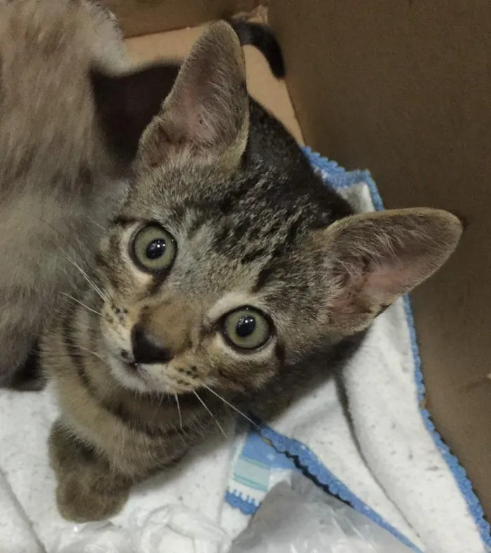 Gato ra a  idade 2 a 6 meses nome Fofinho