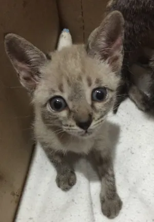 Gato raça  idade 2 a 6 meses nome Fofo