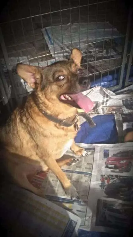Cachorro ra a SRD idade 4 anos nome Paulinho