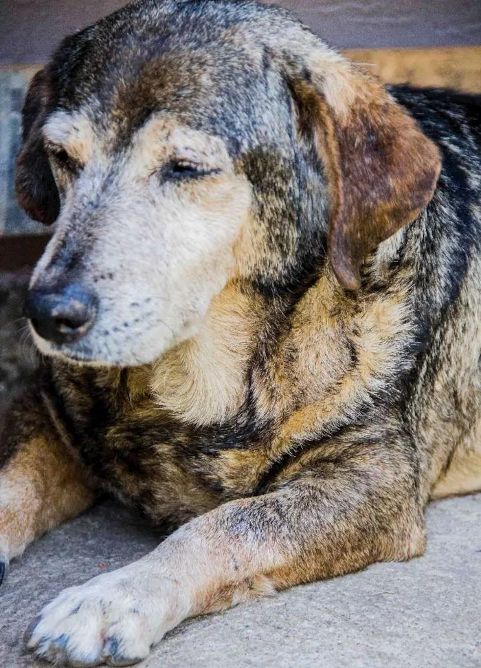 Cachorro raça srd idade 6 ou mais anos nome Roque