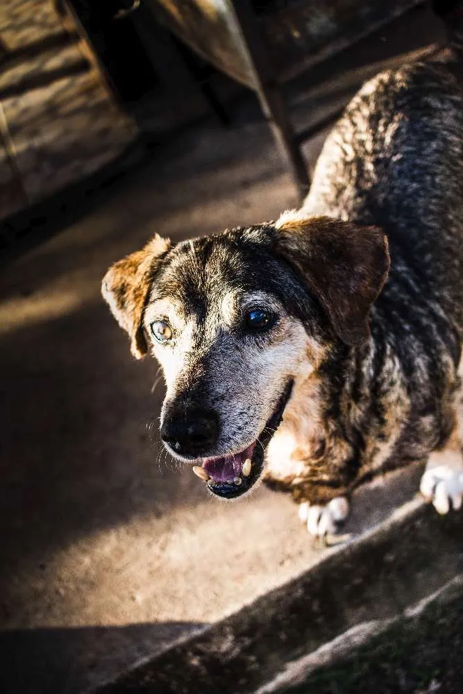 Cachorro raça srd idade 6 ou mais anos nome Roque