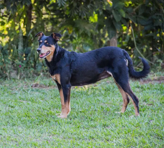 Cachorro ra a SRD idade 2 anos nome Cindy