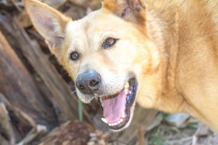 Cachorro ra a srd idade 2 anos nome Rex