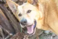 Rex