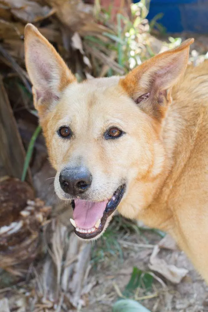 Cachorro ra a srd idade 2 anos nome Rex