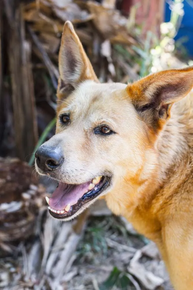 Cachorro ra a srd idade 2 anos nome Rex