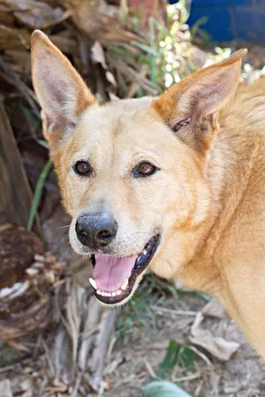 Cachorro ra a srd idade 2 anos nome Rex