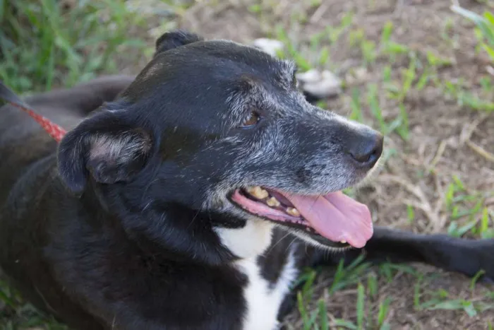 Cachorro ra a SRD idade 6 ou mais anos nome Naomi