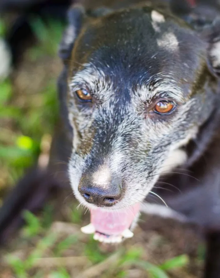 Cachorro ra a SRD idade 6 ou mais anos nome Naomi