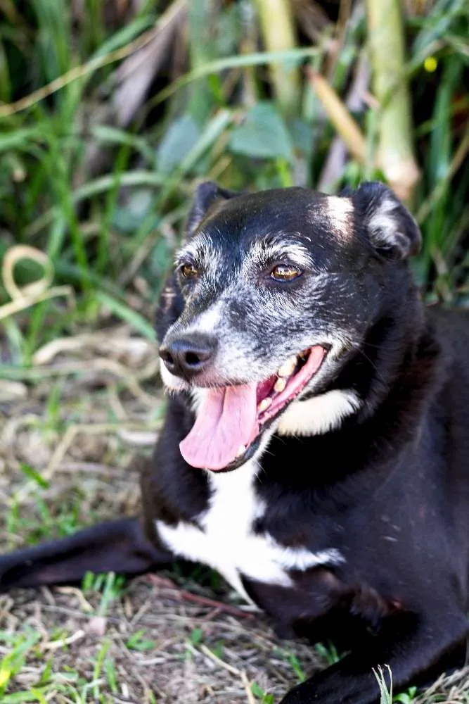 Cachorro ra a SRD idade 6 ou mais anos nome Naomi