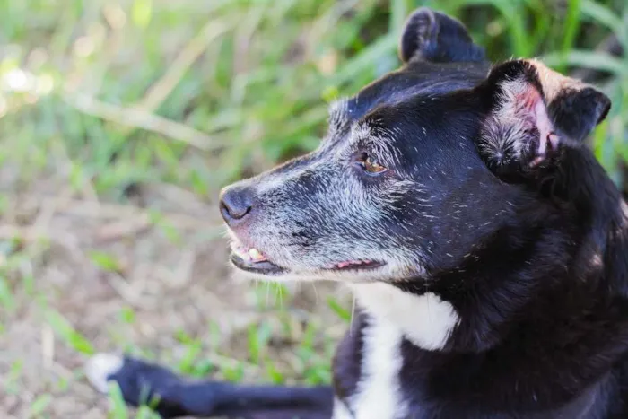 Cachorro ra a SRD idade 6 ou mais anos nome Naomi