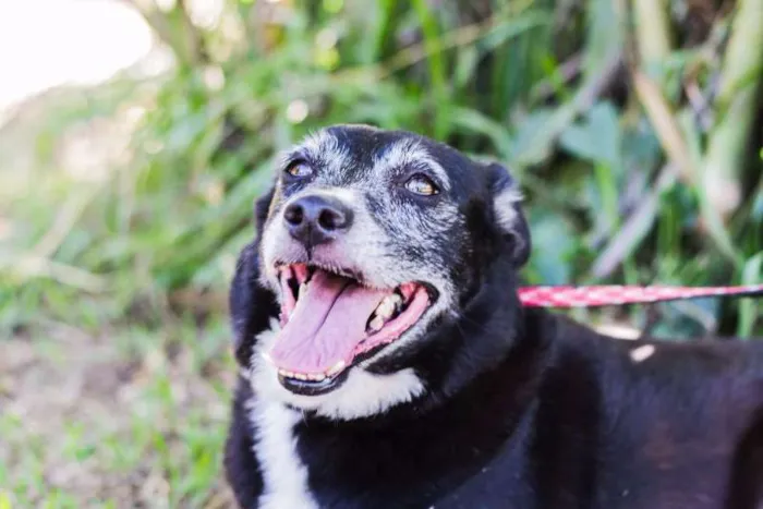 Cachorro ra a SRD idade 6 ou mais anos nome Naomi