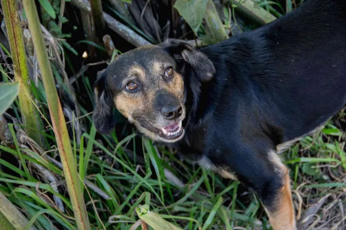 Cachorro ra a SRD idade 2 anos nome Dorinha