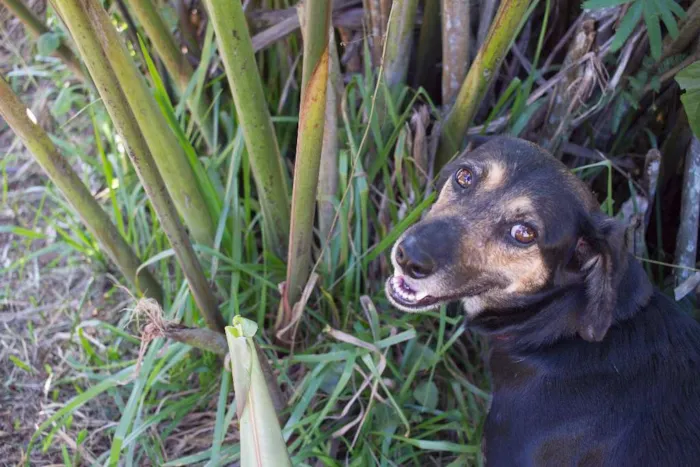 Cachorro ra a SRD idade 2 anos nome Dorinha
