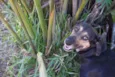 Dorinha