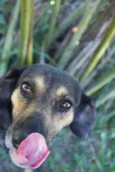 Dorinha