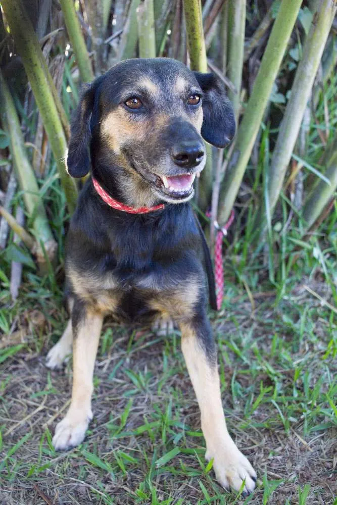 Cachorro ra a SRD idade 2 anos nome Dorinha
