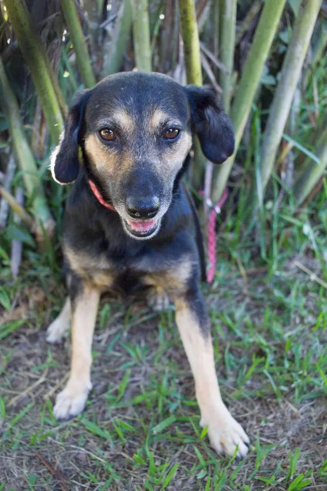 Cachorro ra a SRD idade 2 anos nome Dorinha