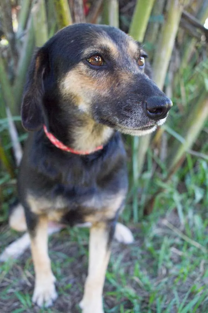 Cachorro ra a SRD idade 2 anos nome Dorinha