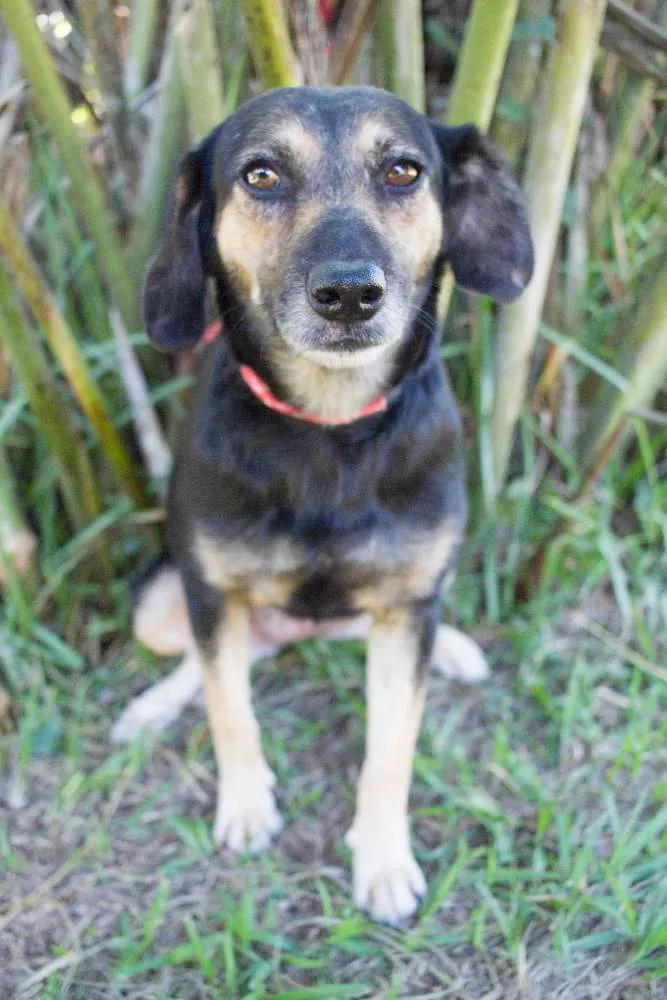 Cachorro ra a SRD idade 2 anos nome Dorinha