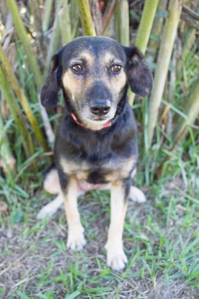 Cachorro ra a SRD idade 2 anos nome Dorinha