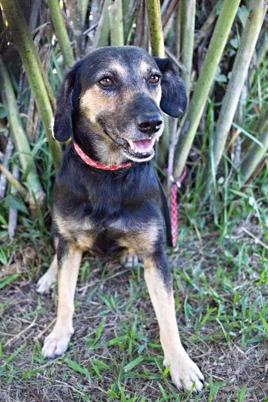 Cachorro ra a SRD idade 2 anos nome Dorinha