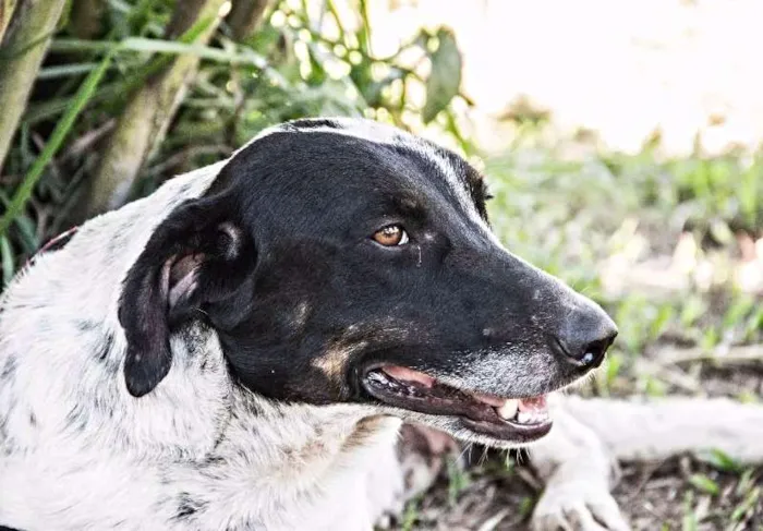 Cachorro raça SRD idade 2 anos nome Brenda